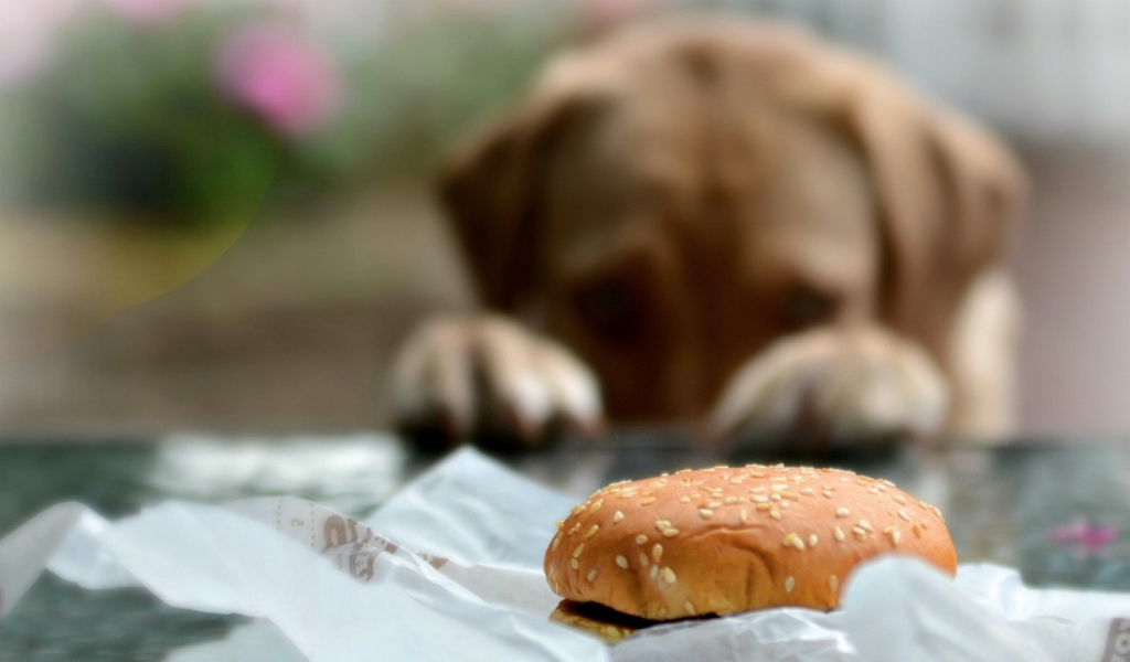 Пес хочет полакомиться булочкой