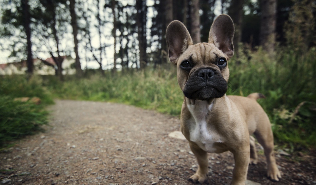 Ушастый маленький щенок на тропинке