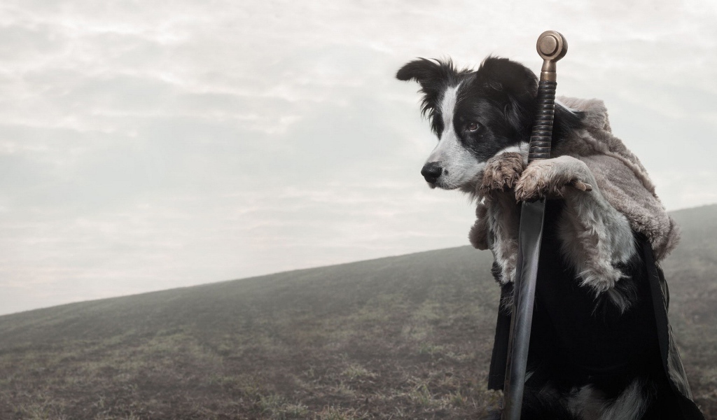 Верная собака стережет меч