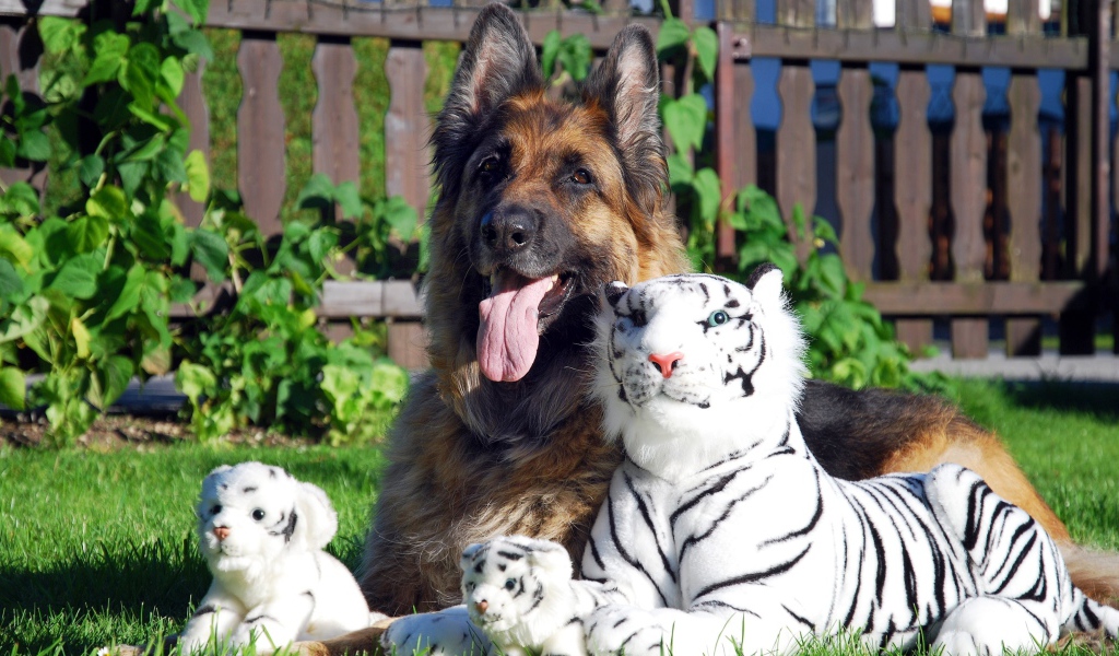 Немецкая овчарка с игрушечными тиграми