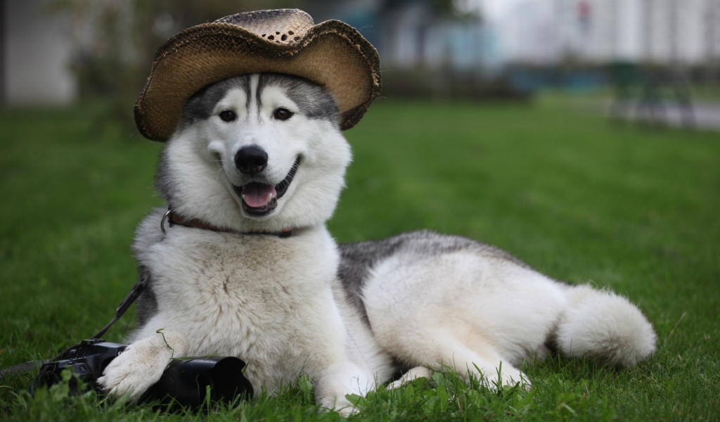 Собака лайка в шляпе