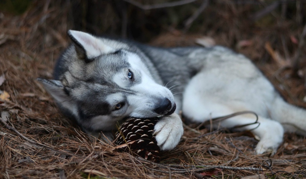 Собака хаски играет с шишкой