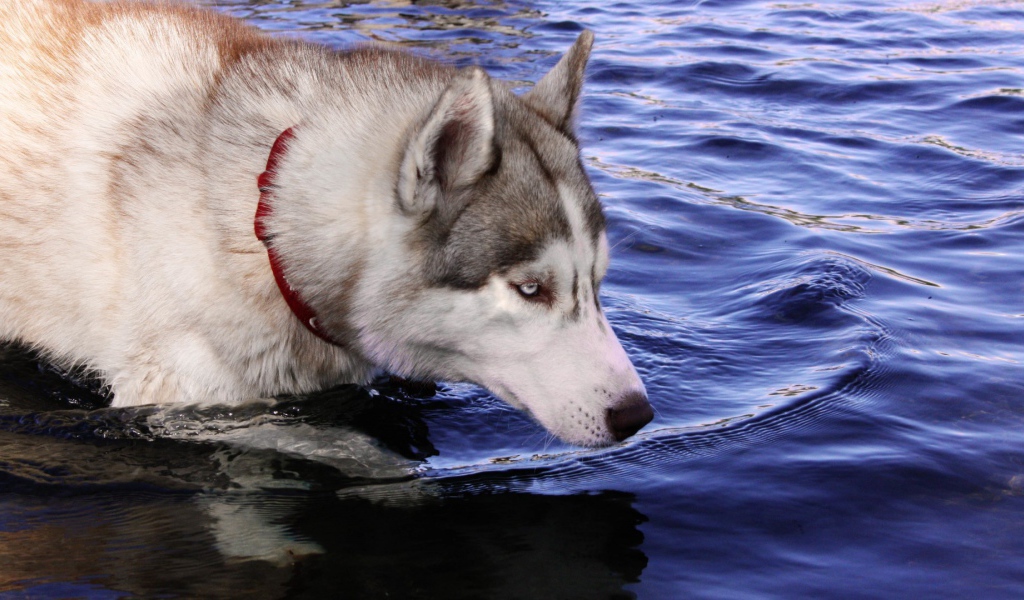 Собака хаски стоит в воде