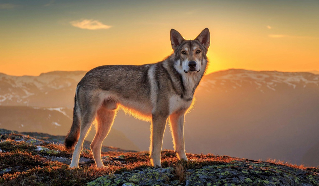 Хаски в горах на фоне заката