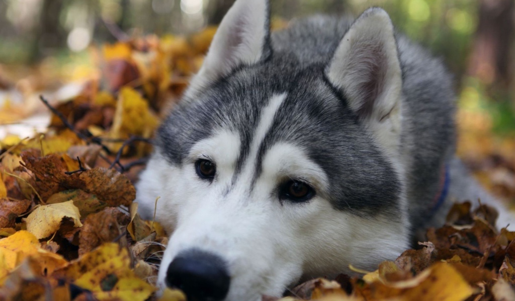 Хаски лежит на куче листьев