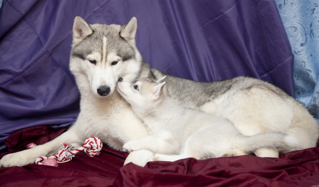Щенок с мамой хаски