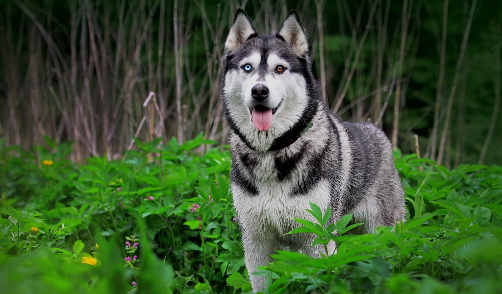 Хаски с разными глазами среди травы