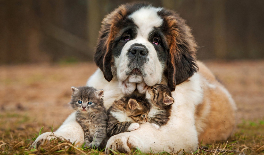 Котята под надежной защитой