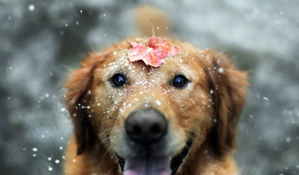 Лист на голове мокрой собаки