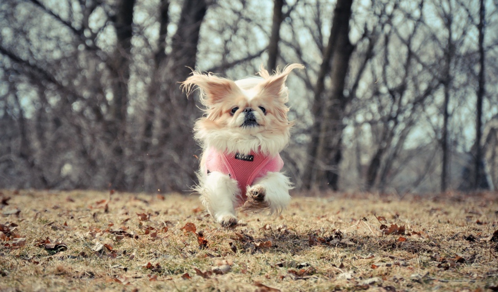 Маленькая собака бежит по опавшим листьям