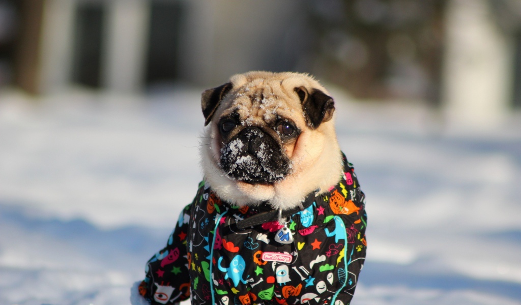 Мопс в зимней одежде