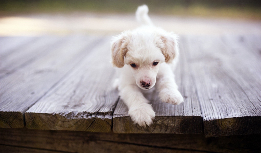 Щенок у края доски
