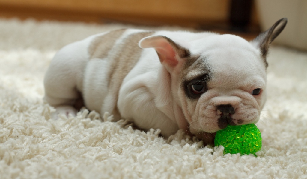 Щенок грызет зеленый шарик
