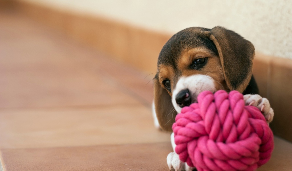 Щенок грызет клубок из красной веревки