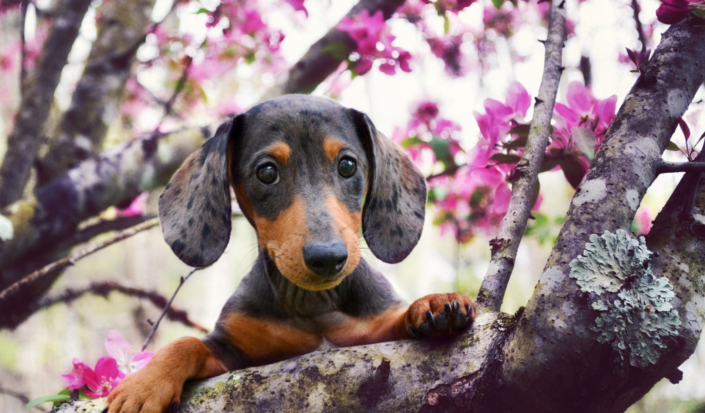 Щенок таксы на ветке цветущего дерева