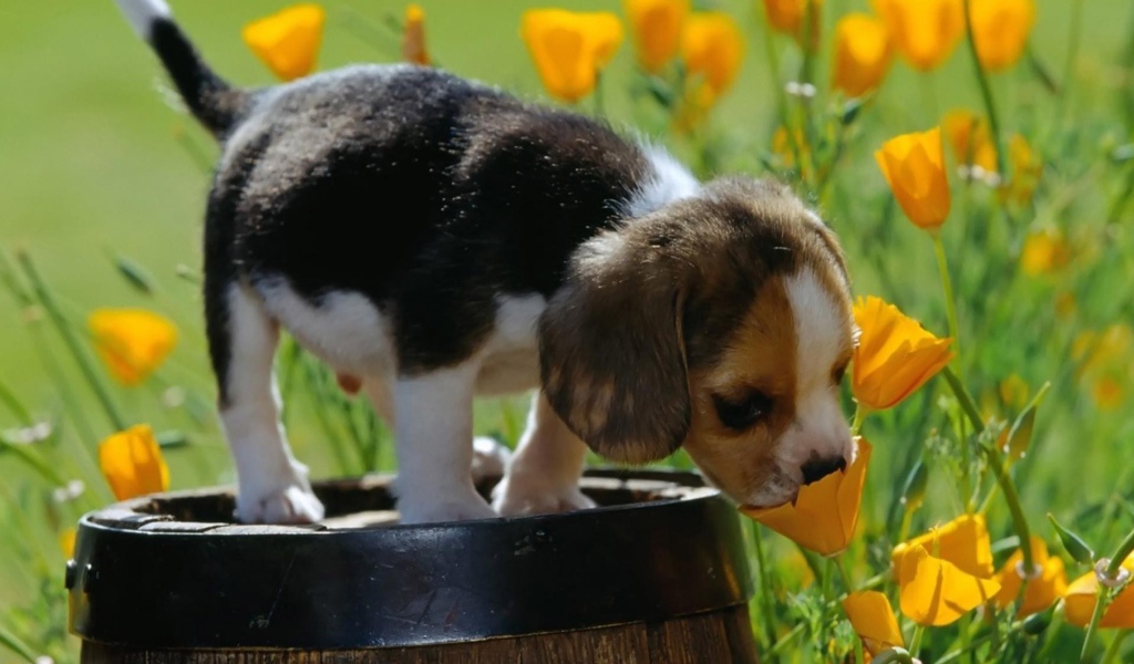 Щенок стоит на бочке