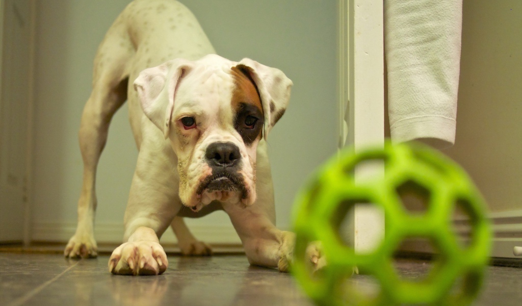 Щенок с зеленой игрушкой