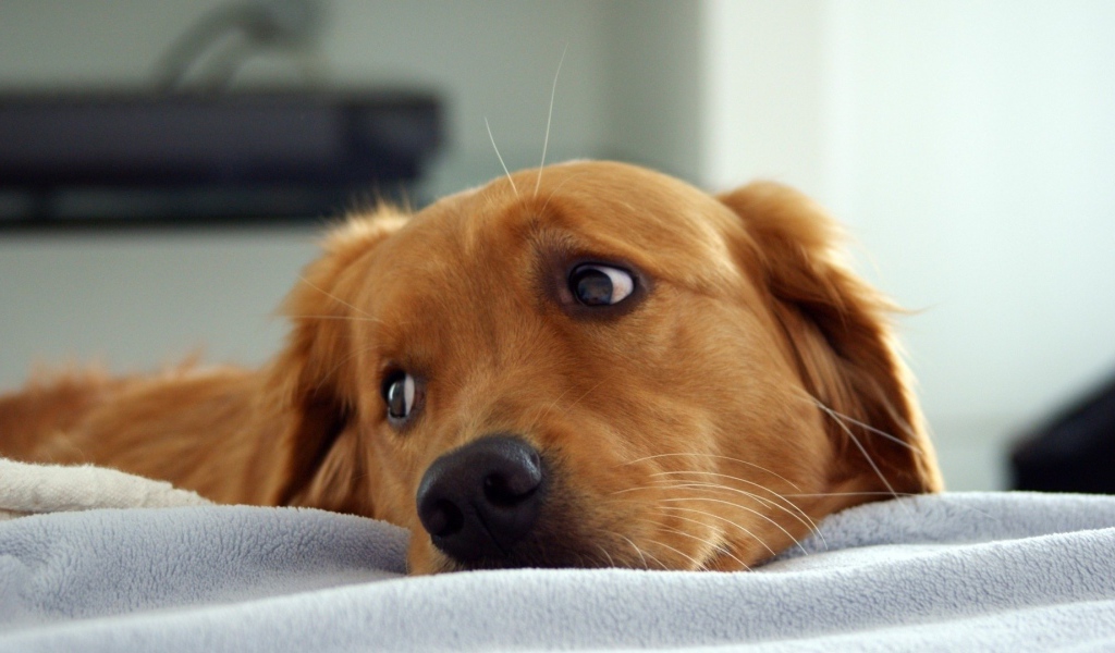 Рыжая собака смотрит через плечо в сторону