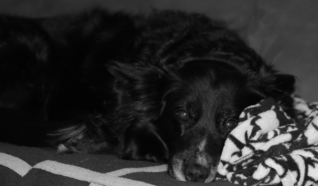 Грустный лохматый черный пес