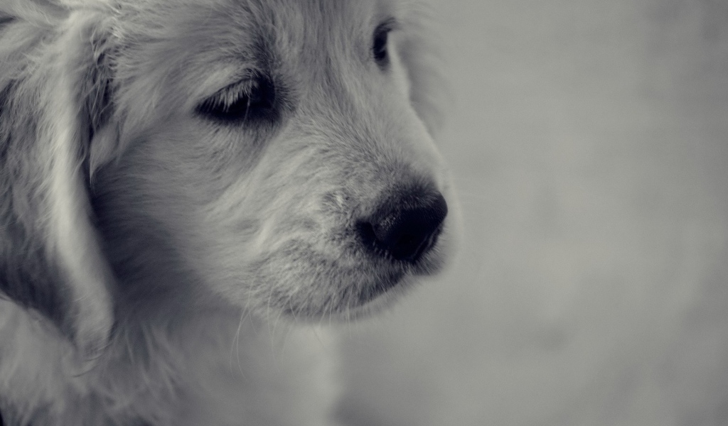 Грустный белый щенок с черным носом