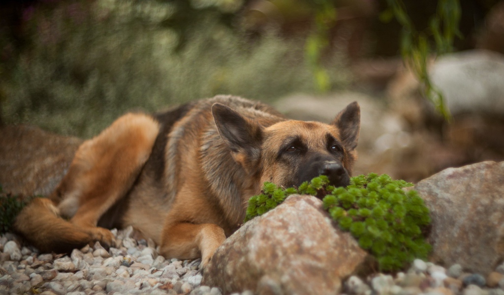 Овчарка прилегла за камнем