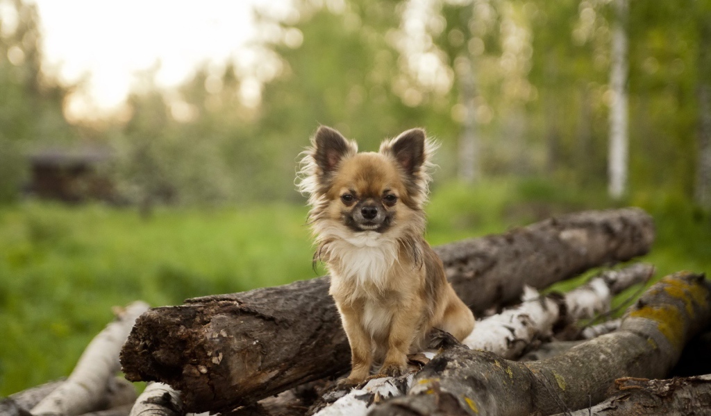 Небольшая собака на куче бревен