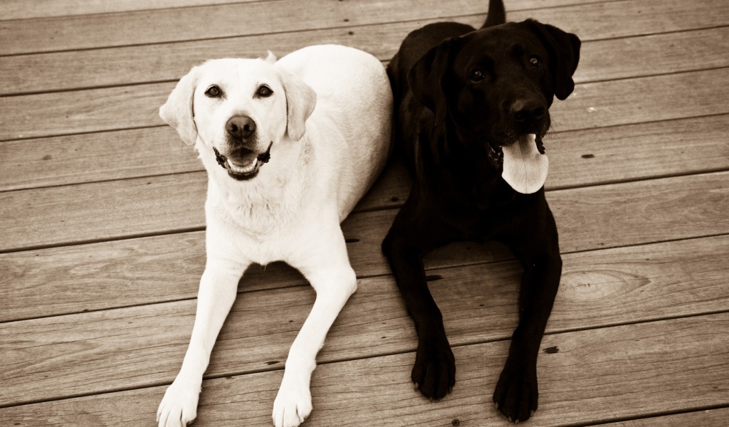 Черная и белая собака на полу