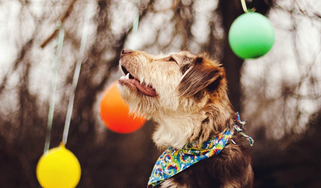 Собака смотрит на шары