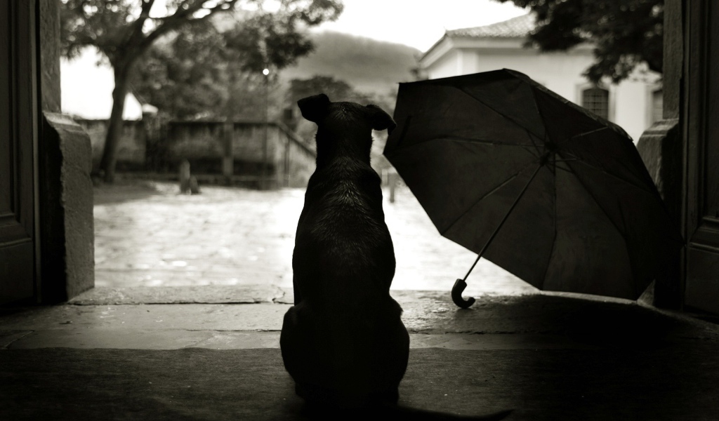 Собака смотрит на дождь на улице