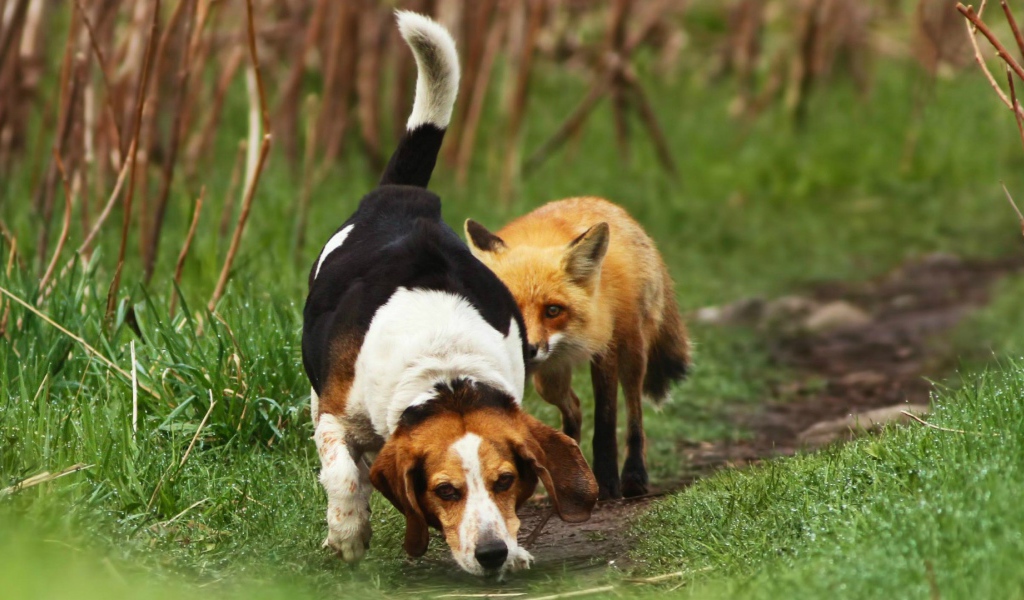 Cобака напала на след лисы