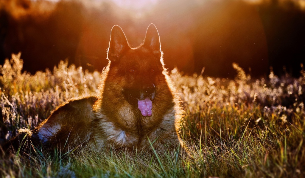 Закатное солнце освещает шерсть немецкой овчарки