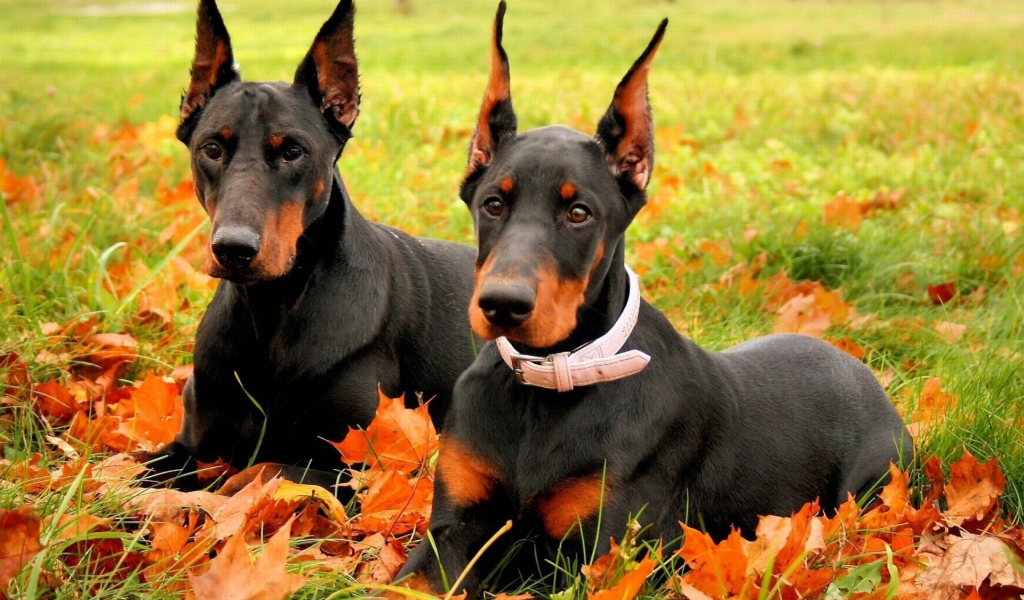 Два добермана на опавших осенних листьях