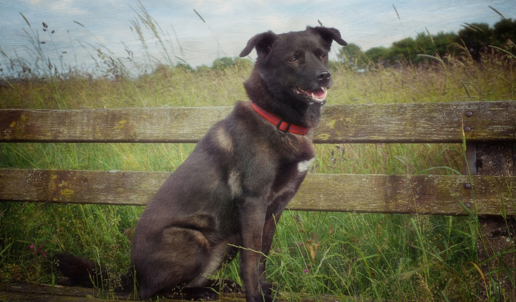 Сторожевой пес у деревянного забора