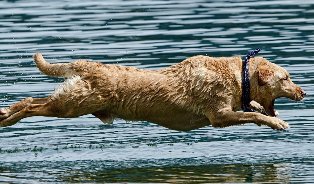Мокрая собака над водой