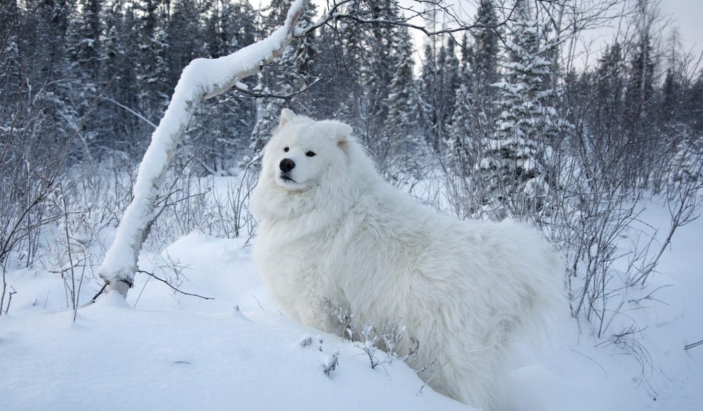 Белая собака на белом снегу