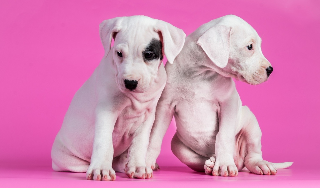 Белые щенки на розовом фоне