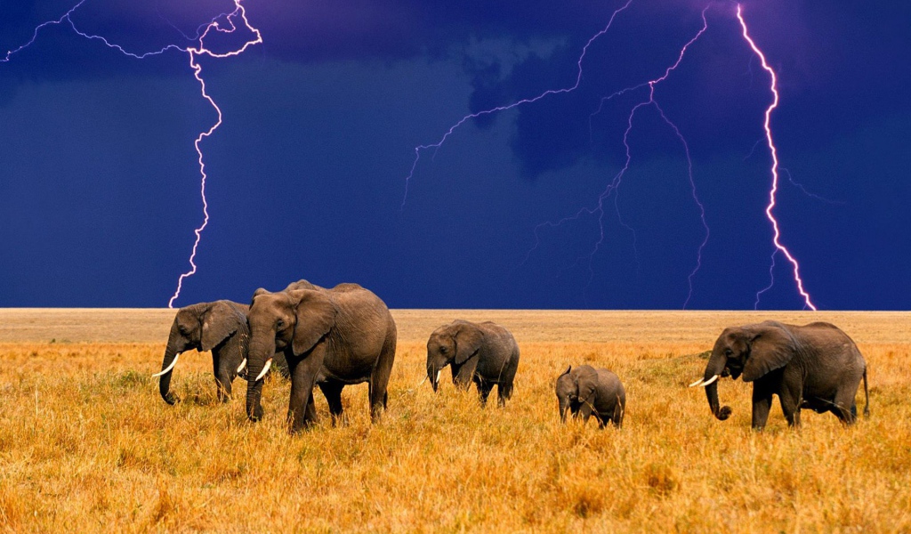 Стадо слонов на фоне грозы