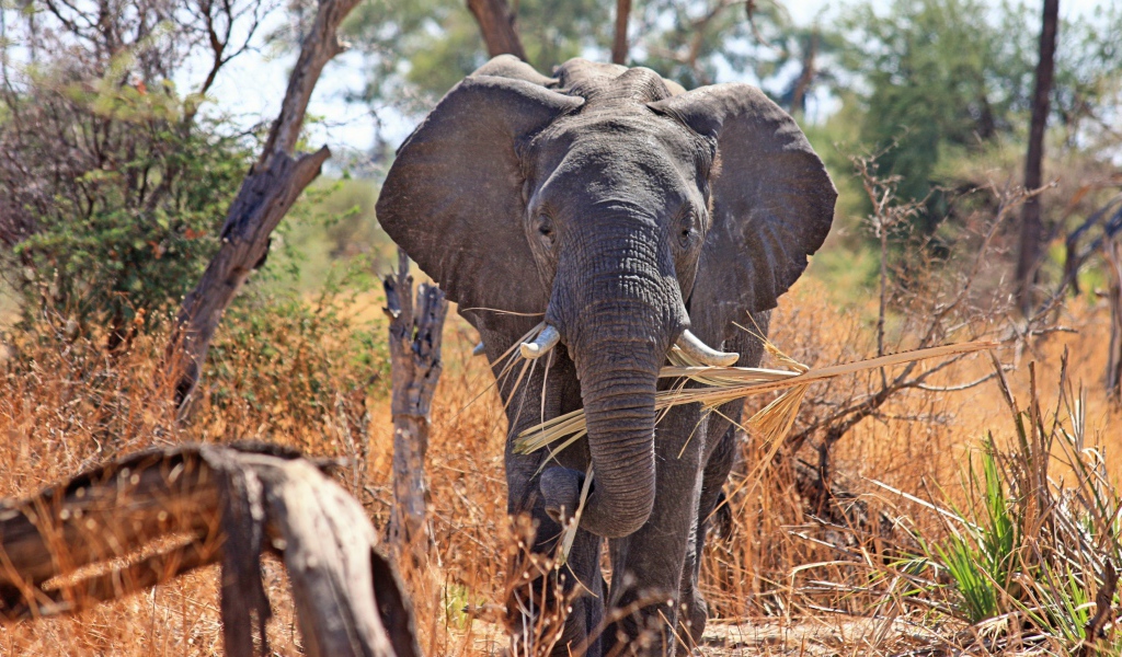 Слон держит в хоботе ветку