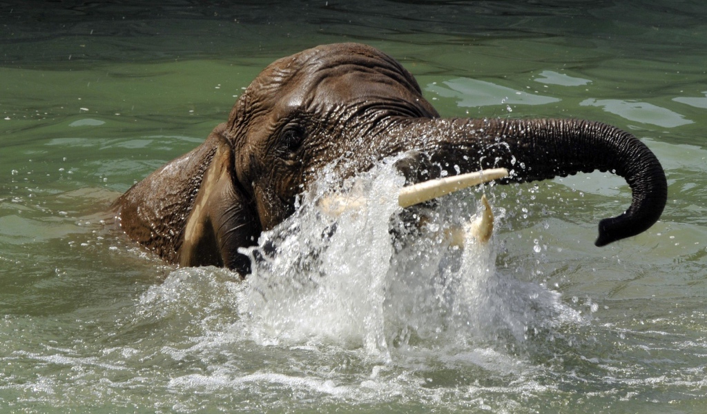 Слон плывет в воде