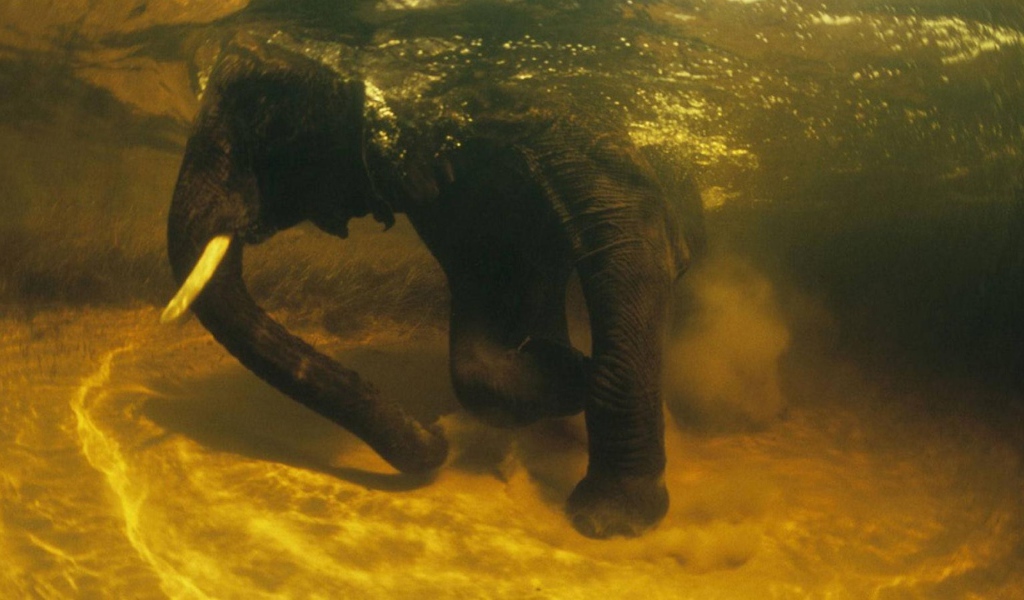 Слон под водой