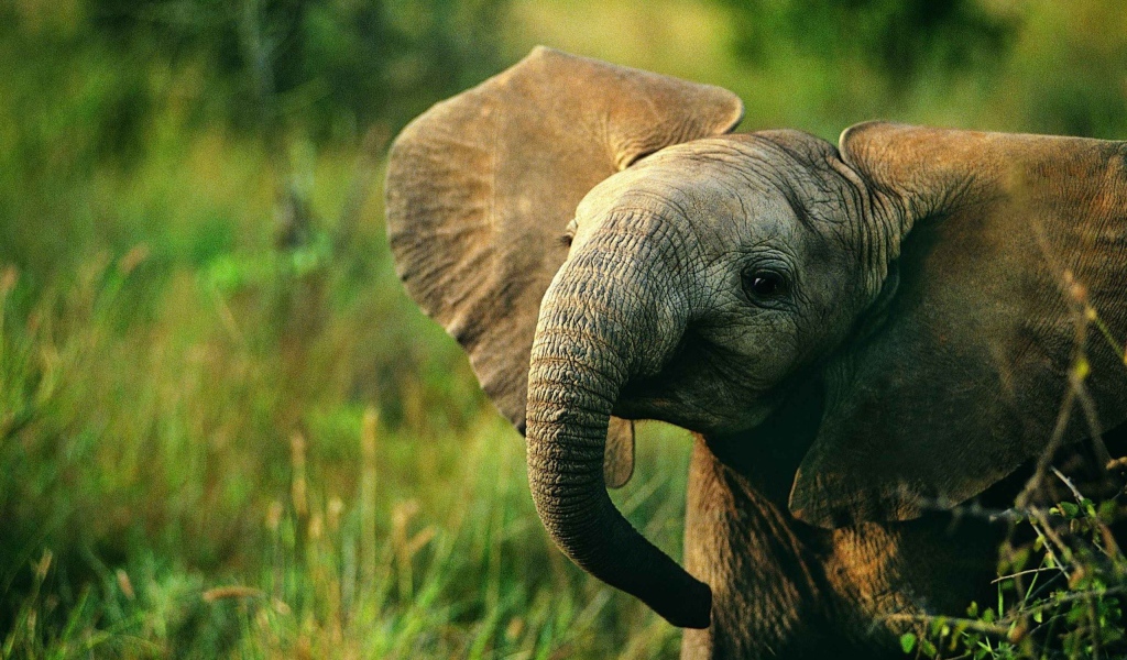 Слоненок идет по траве