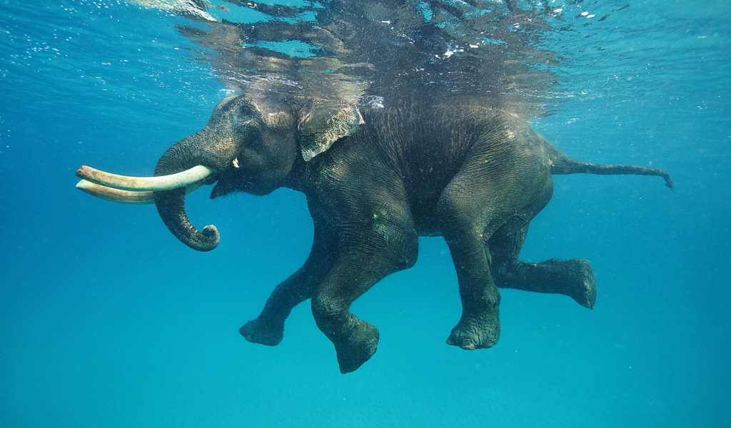 Фото плывущего в воде слона