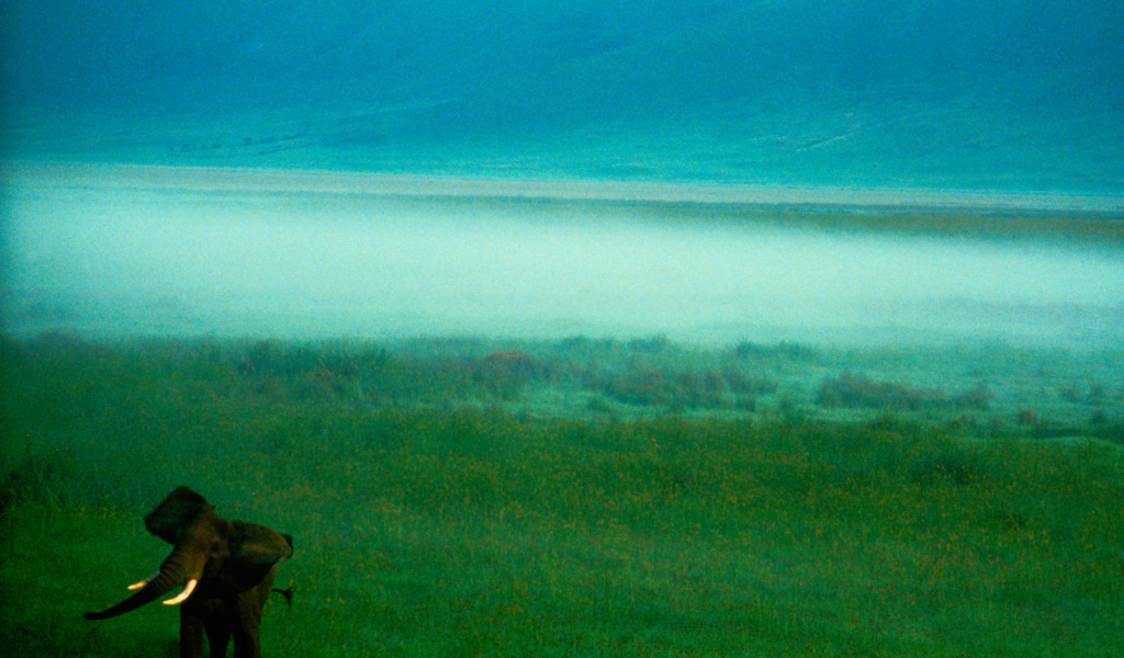 Слон в тумане