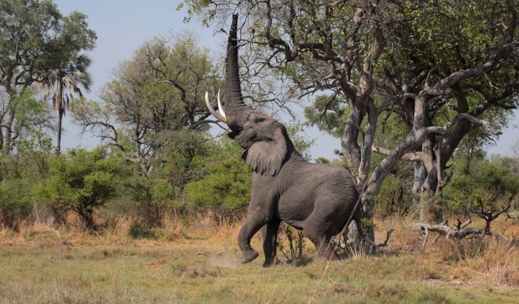 Слон поднял хобот вверх