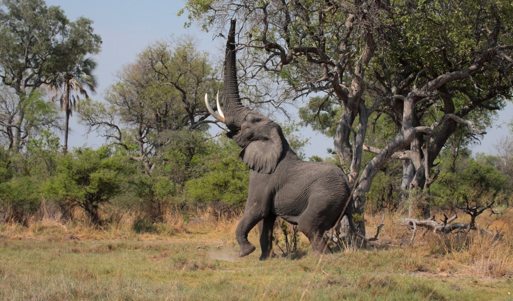 Слон высоко поднял хобот к дереву