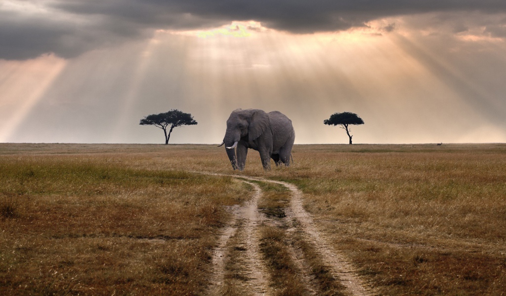 Слон стоит у грунтовой дороги