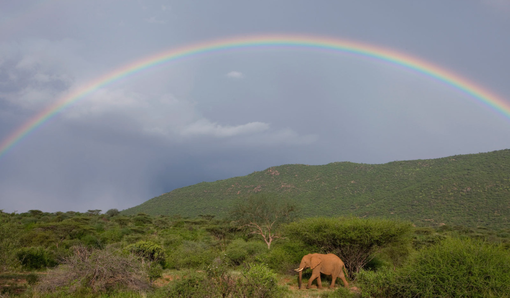 Слон под радугой