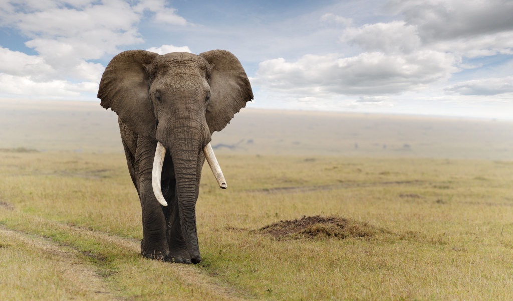Величественный слон идет по дороге