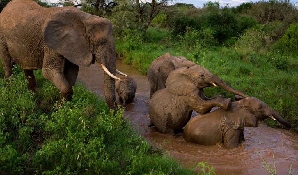	   Family of elephants bathing