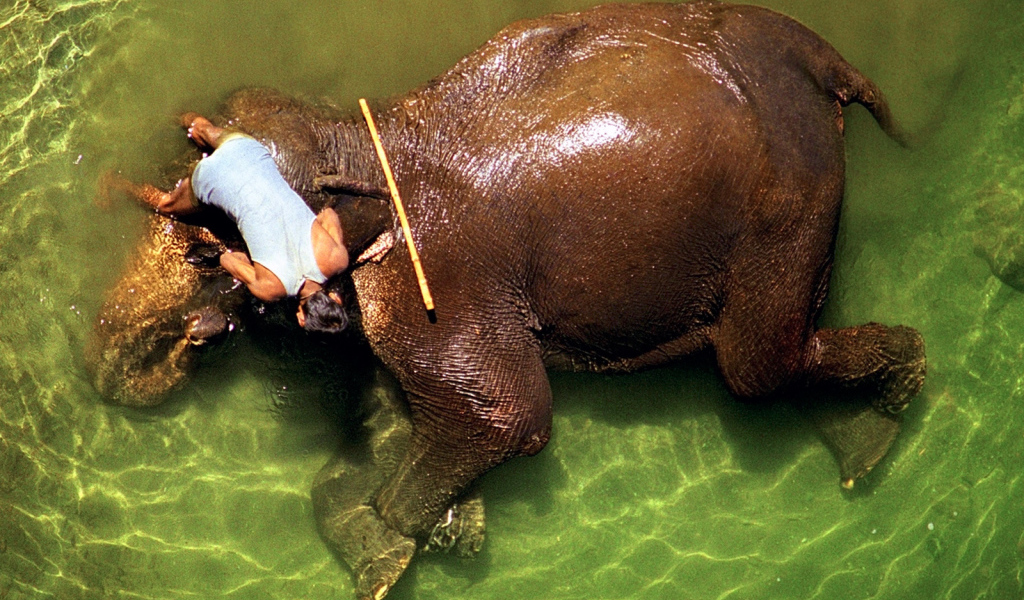 Погонщик моет слона